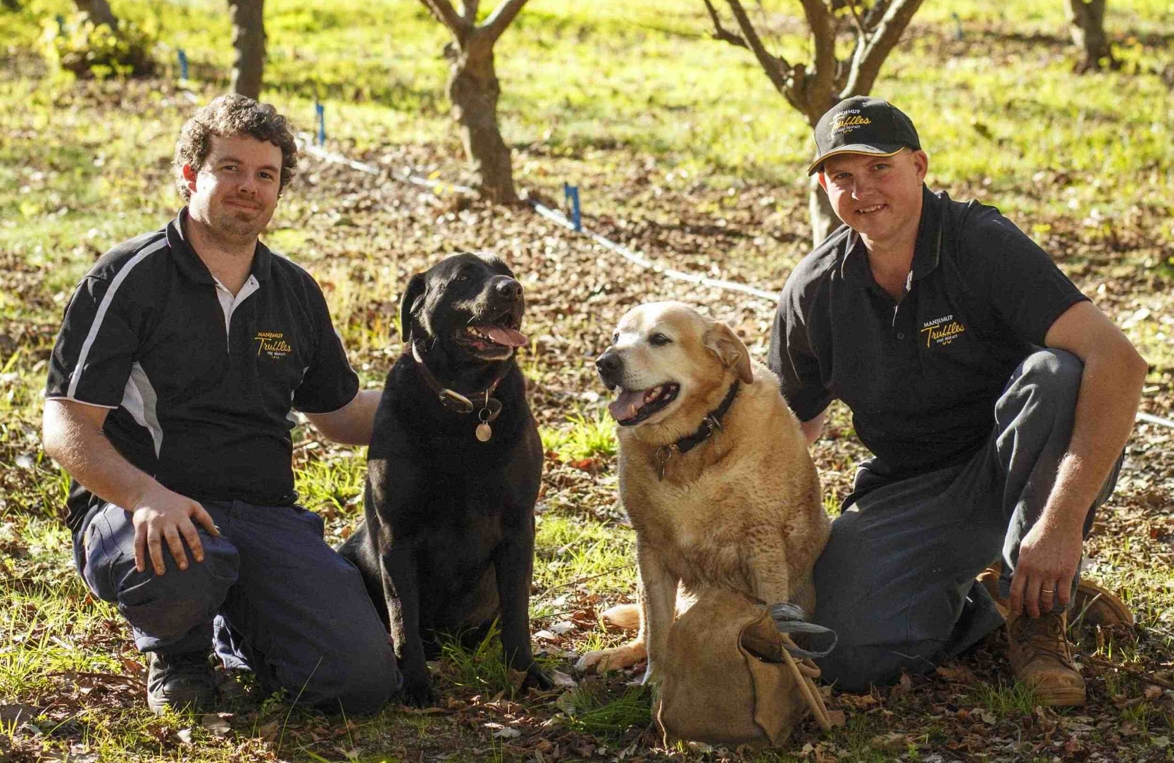 Truffle dogs, Manjimup