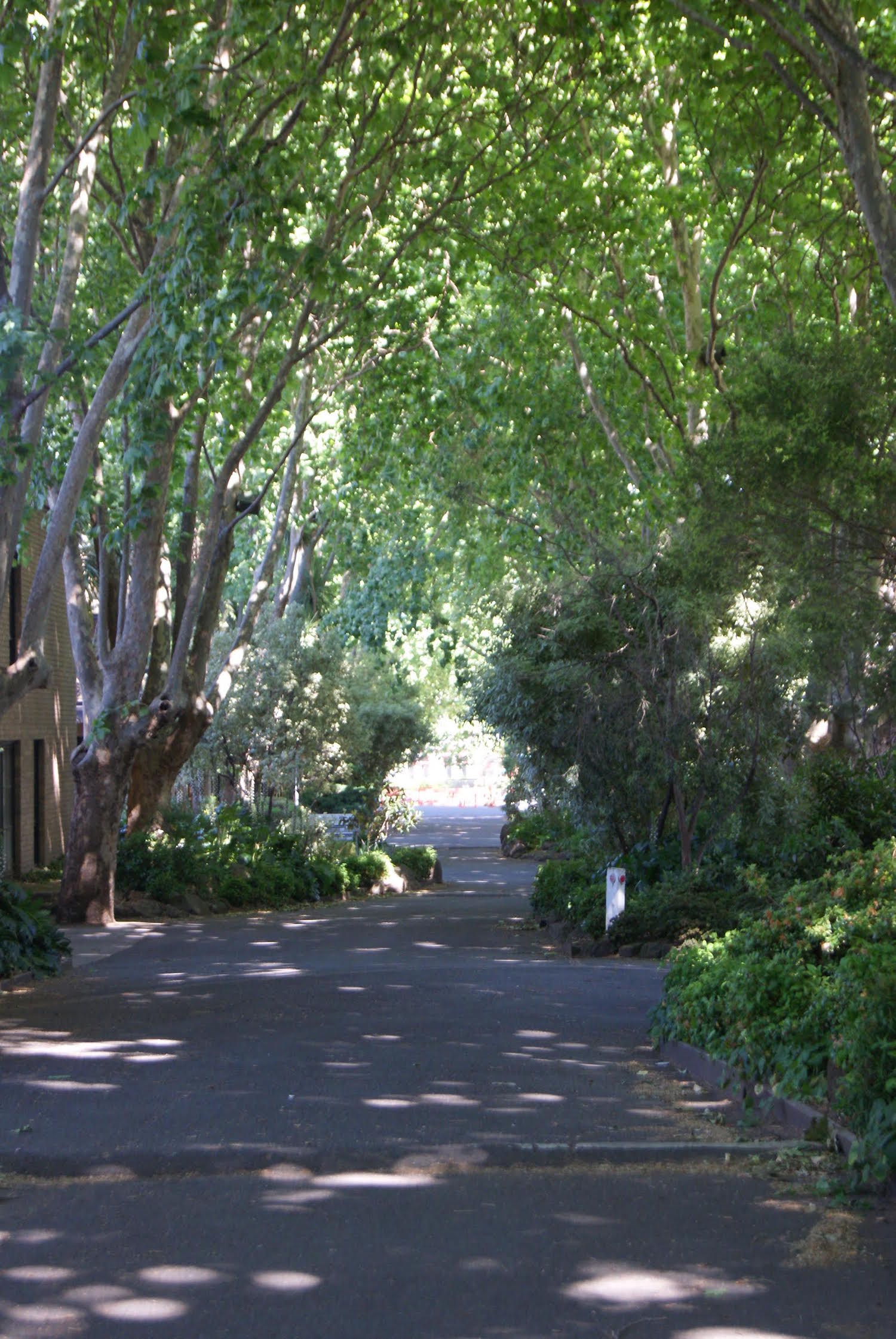 Plane Tree Way Photo by Ruth Allwood