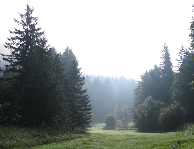 imFreienWald.jpg