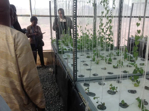 Scientists from CRI Ghana viewing yam plantlets growing at the aeroponics facility at Umudike / Photo via blogs.iita.org