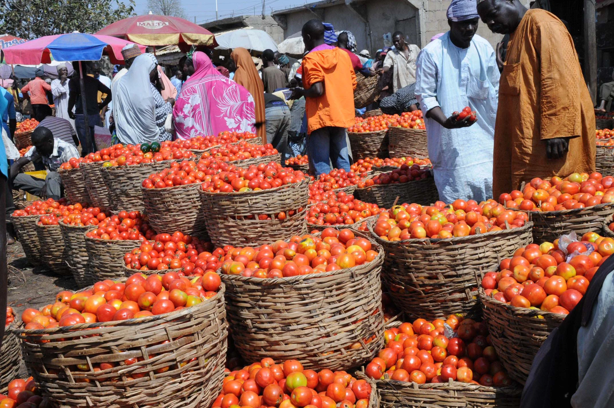 Tomatoes on display in a Nigerian Market / Photo via agricnation.com