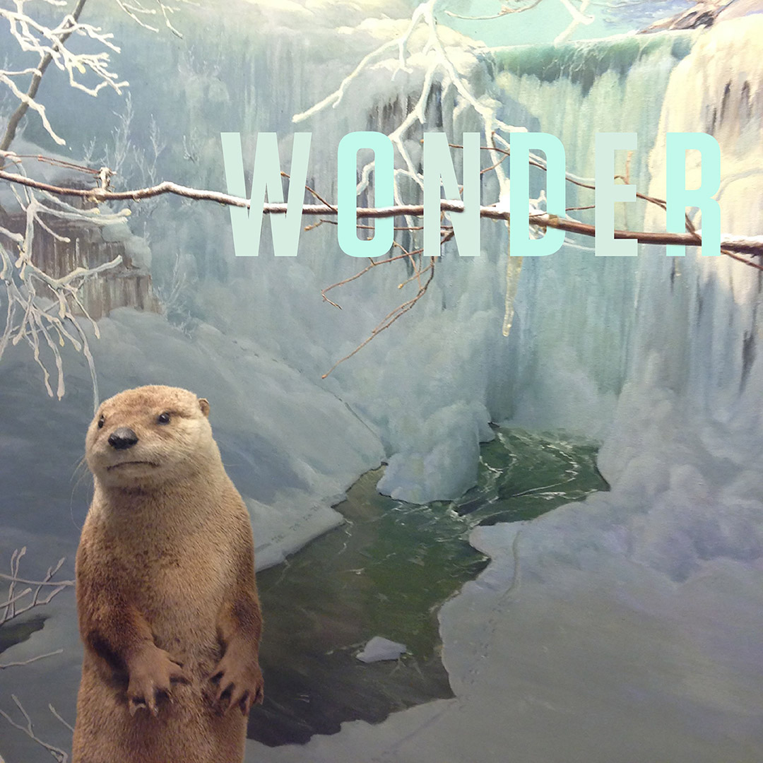 Wonder.Type.png