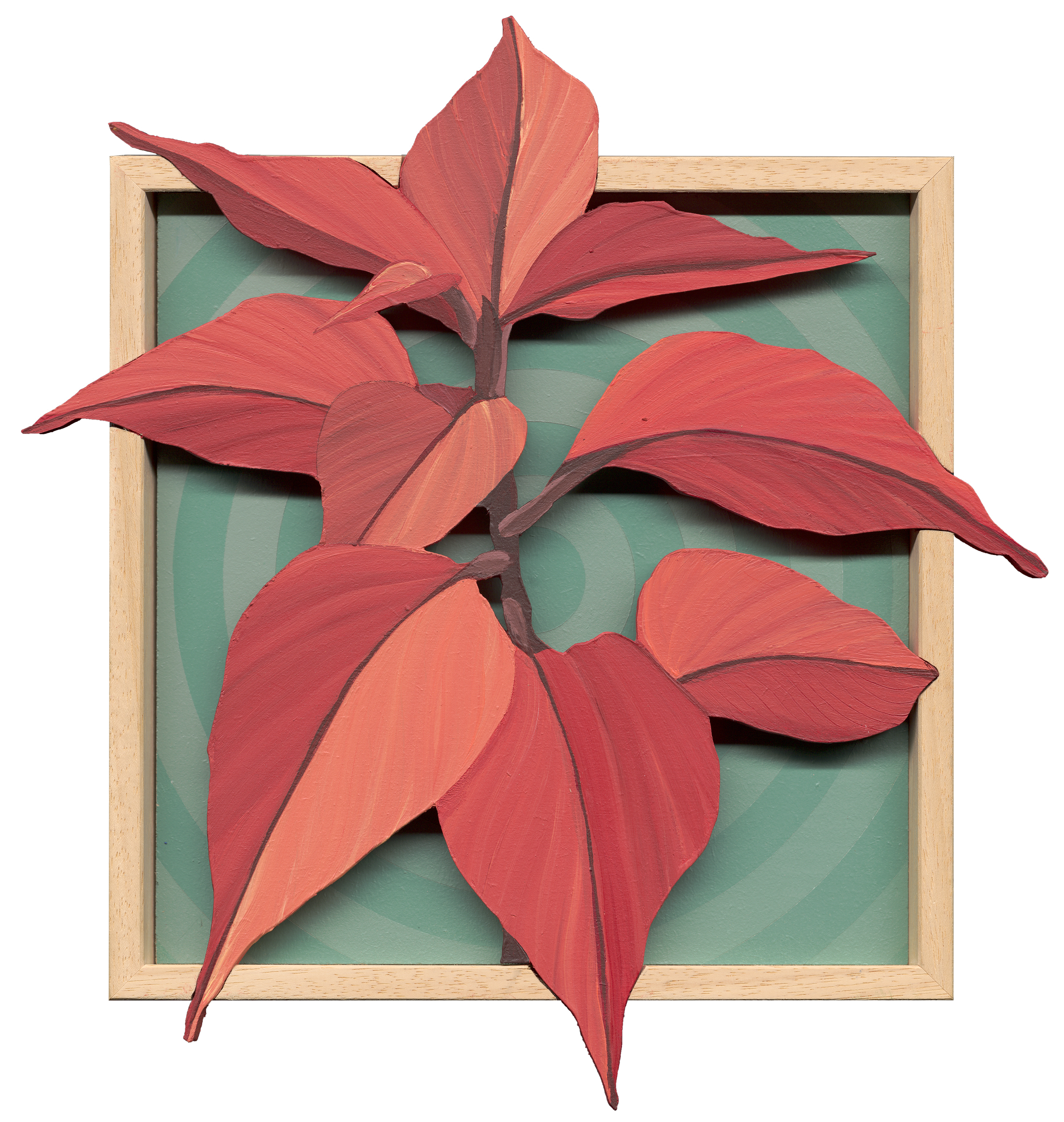 Iresine Herbstii - 29x32cm.png