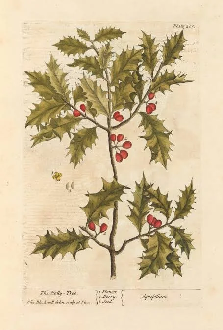 Merry Medicine: Colonial Cures from Holiday Greenery