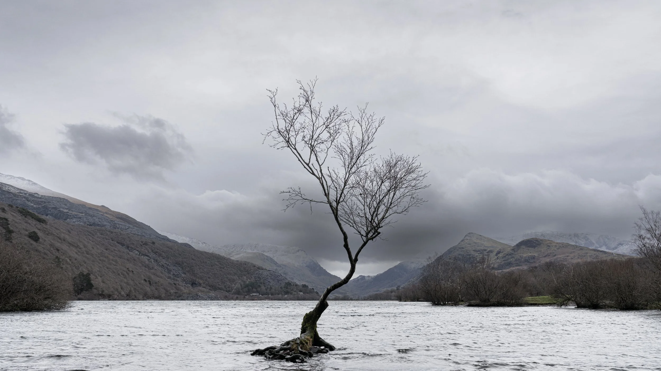 Lonely-tree_2.jpg