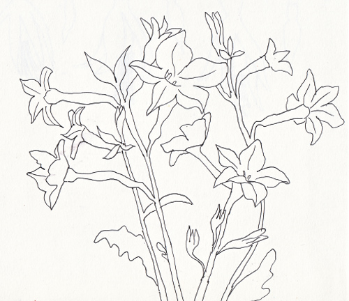 nicotiana.jpg
