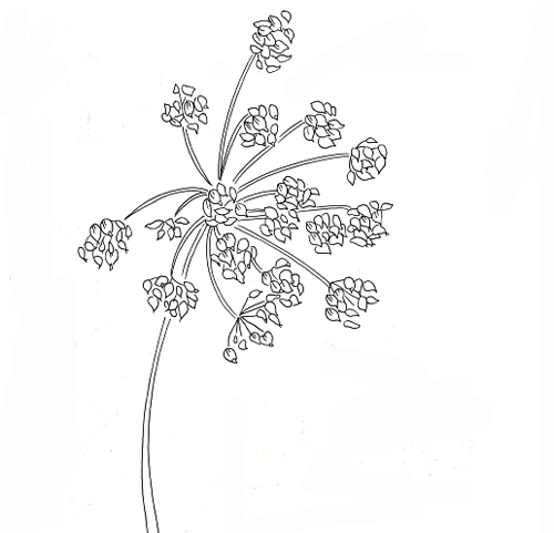 cow parsley.jpg
