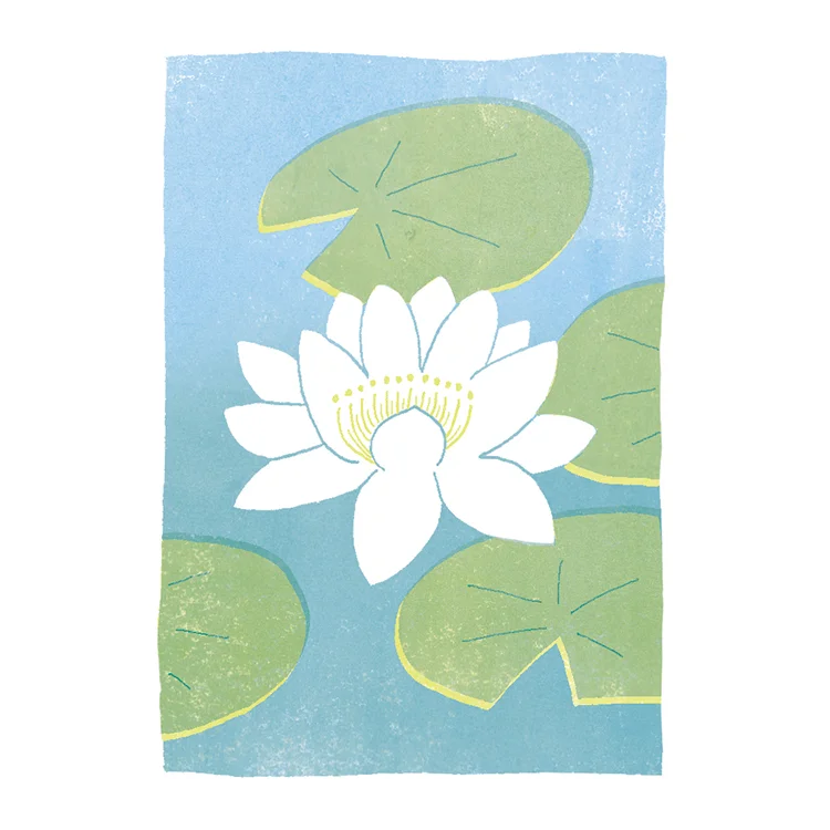 ten-white-blooms-lily.jpg
