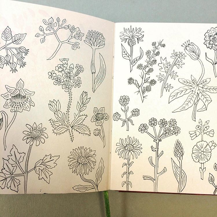 Sketching from a 1950's wildflower book