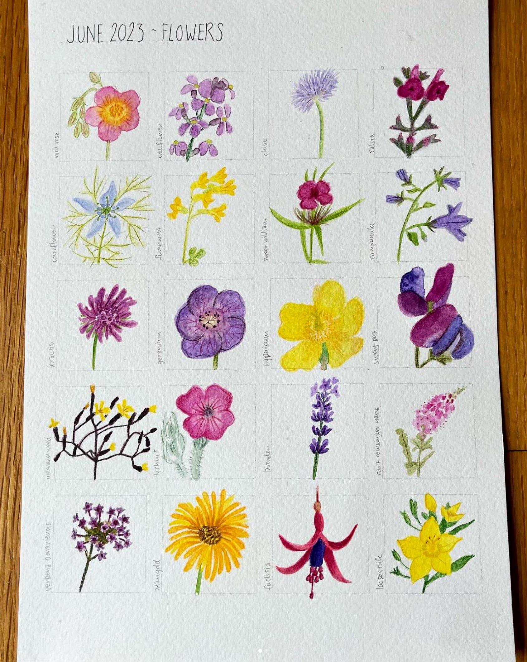 I painted the flowers I grew in my garden : r/Watercolor