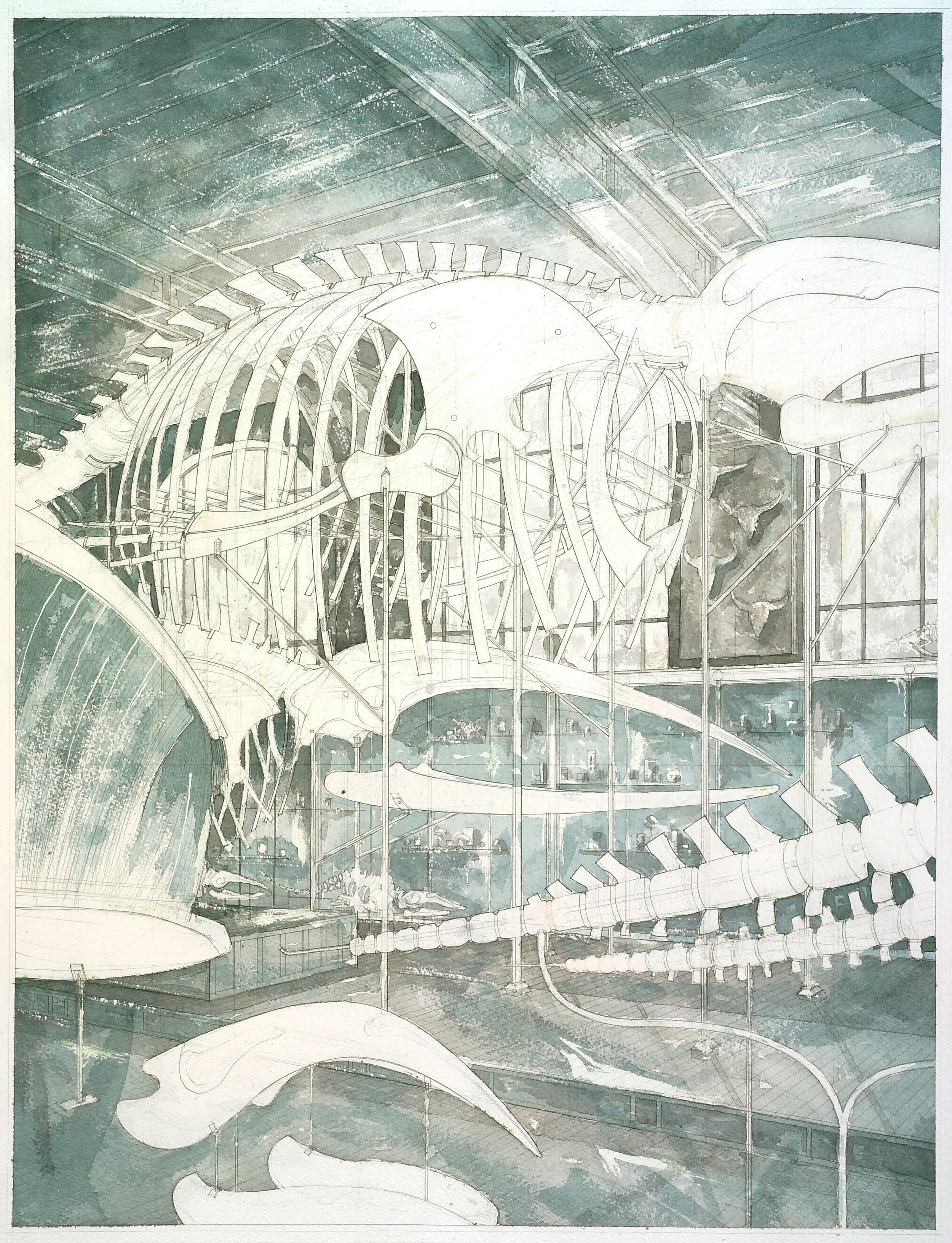 LA BALIENE GALERIE DE PALÉONTOLOGIE ET D’ANATOMIE COMPARÉE 2004 