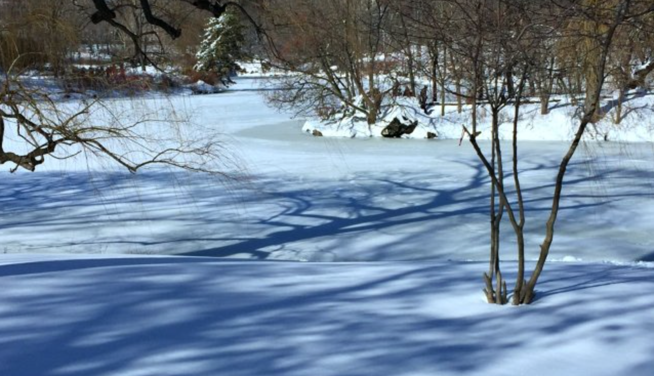 CENTRAL PARK, JANUARY 24, 2016