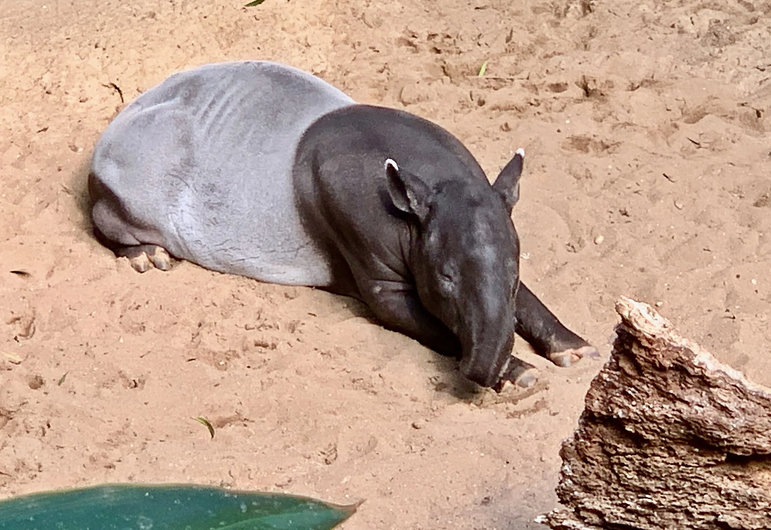 Adorable animal at the Bronx Zoo, name unknown - how can one not help falling in love?!