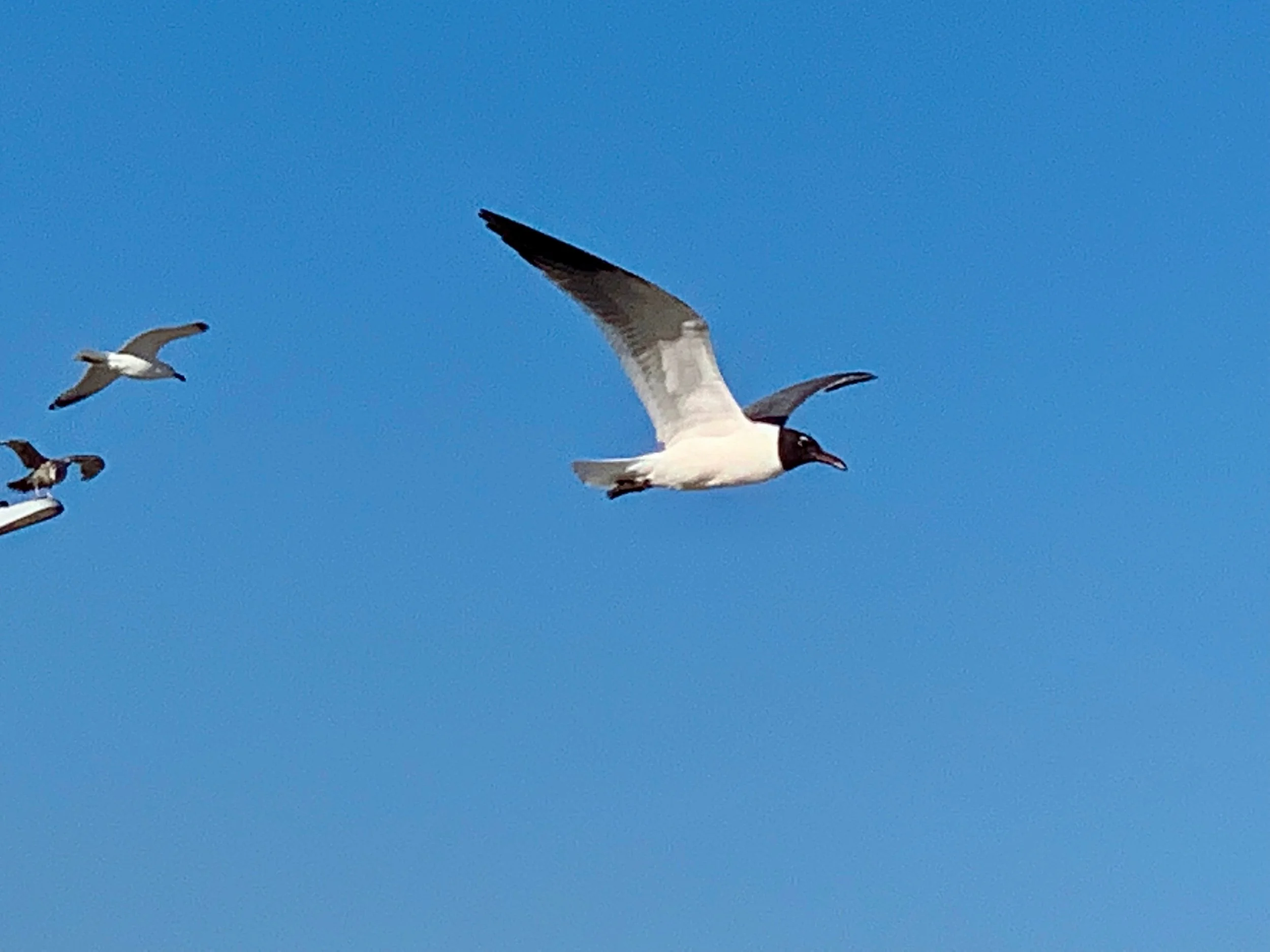 The Laughing Gulls and other migratory birds are back for summer in the Rockaways! They bring joy and a wonderful balance to our life in NYC.