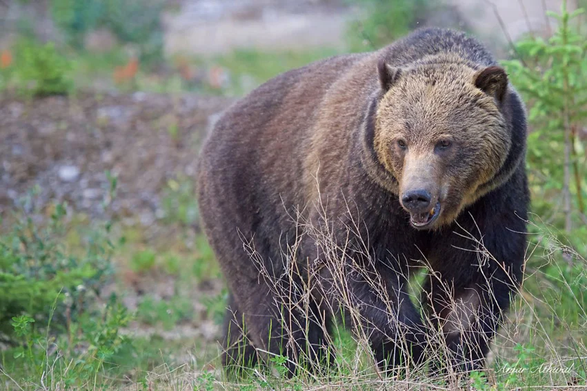 Grizzly 151002f Amar Athwal.jpg