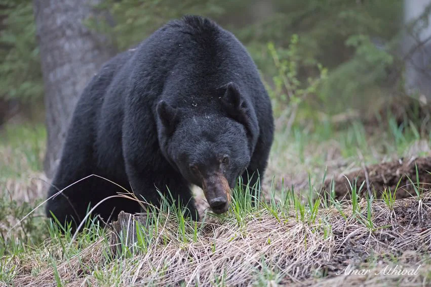 Black Bear 160501f Amar Athwal.jpg