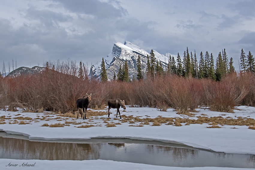 Moose and Mount Rundle