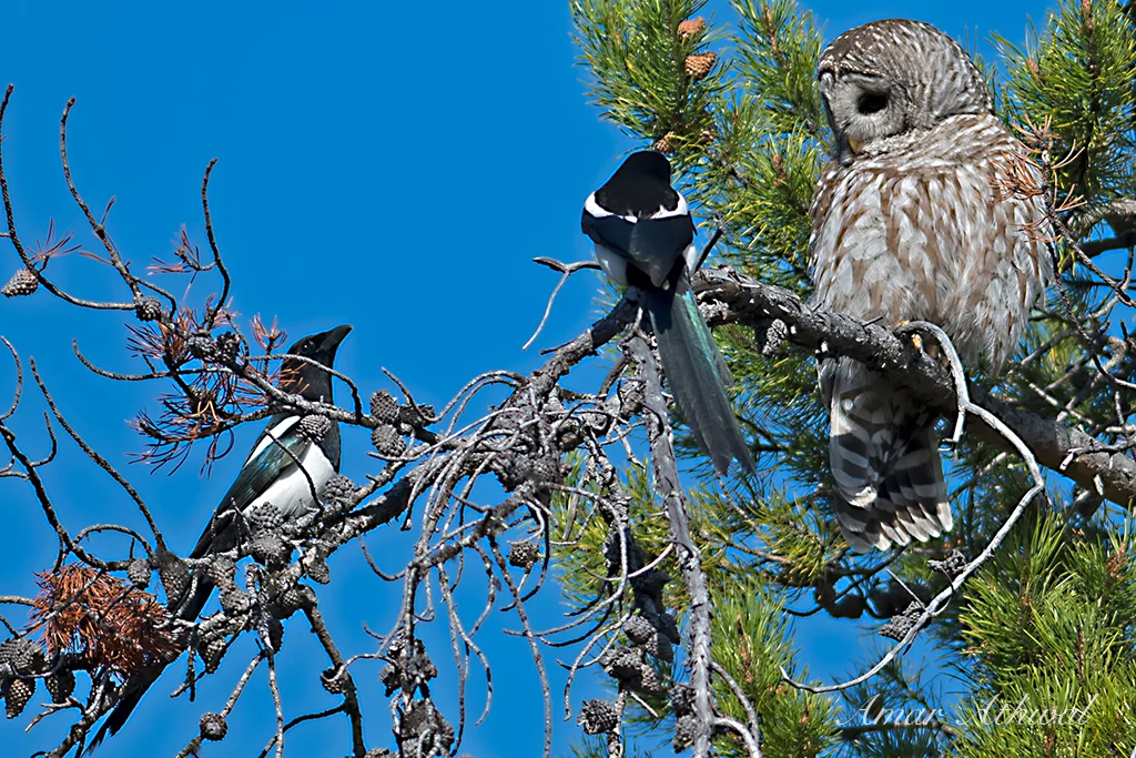 Barred Owl 170521f Amar Athwal.jpg