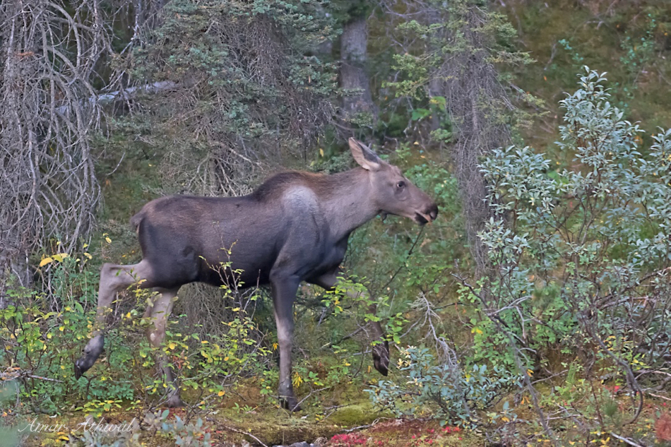 Moose