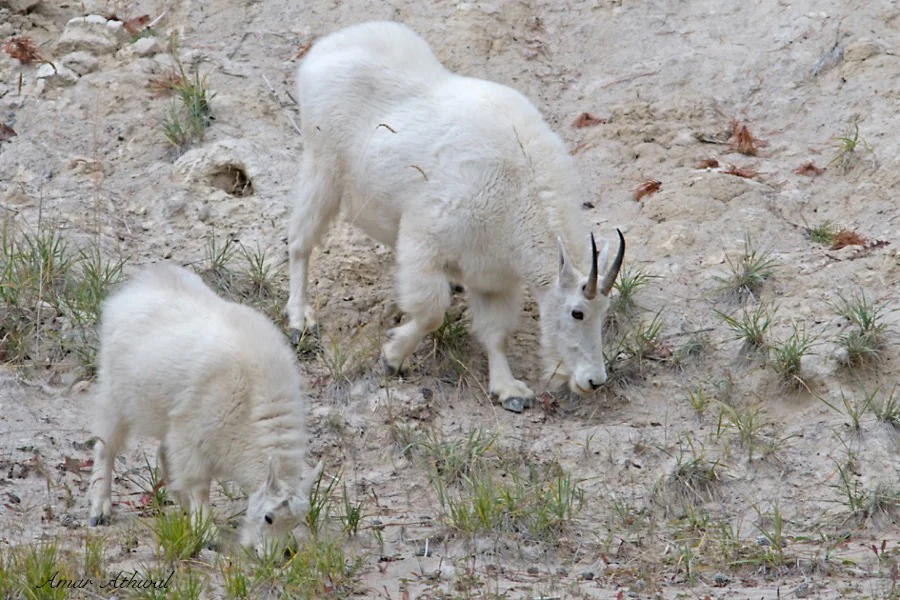 Mountain Goat 171002f Amar Athwal.jpg