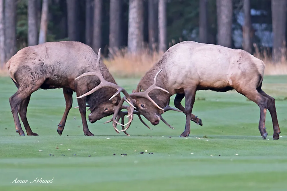 Elk 171009f Amar Athwal.jpg