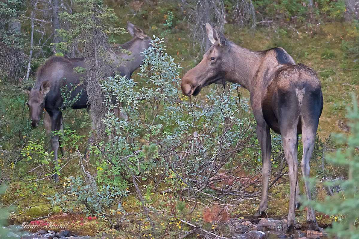 Moose 171013 Amar Athwal.jpg