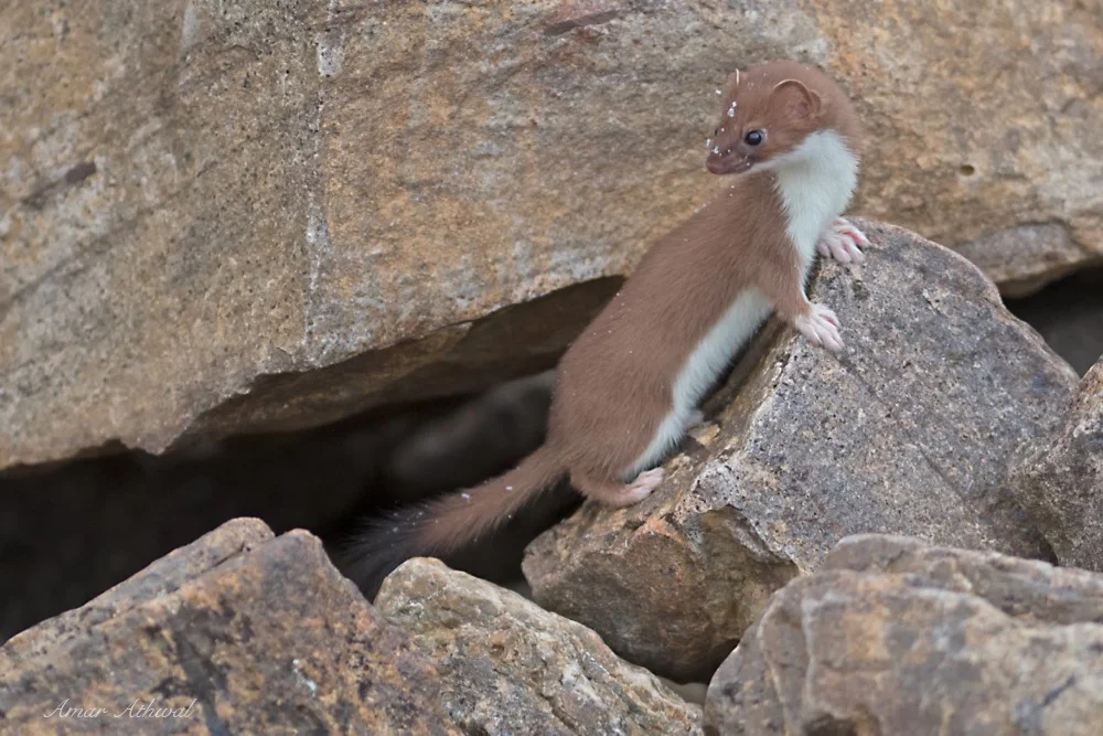Short-tailed Weasel 171029f Amar Athwal.jpg