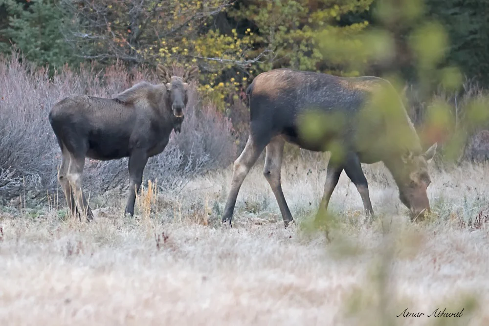 Moose 171106 Amar Athwal.jpg