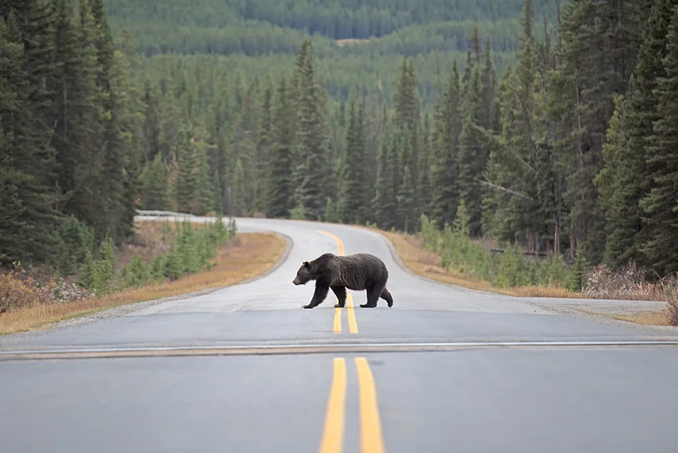 Grizzly 171109 Amar Athwal.jpg