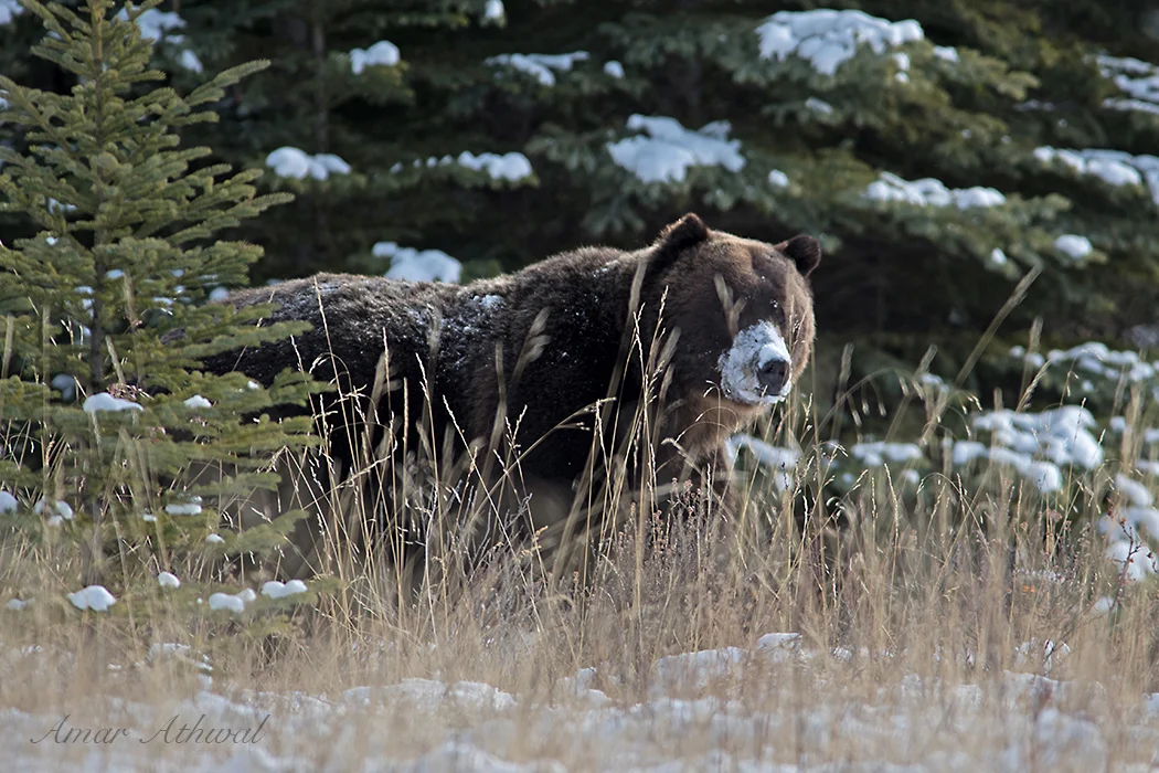 Grizzly 171204 Amar Athwal.jpg