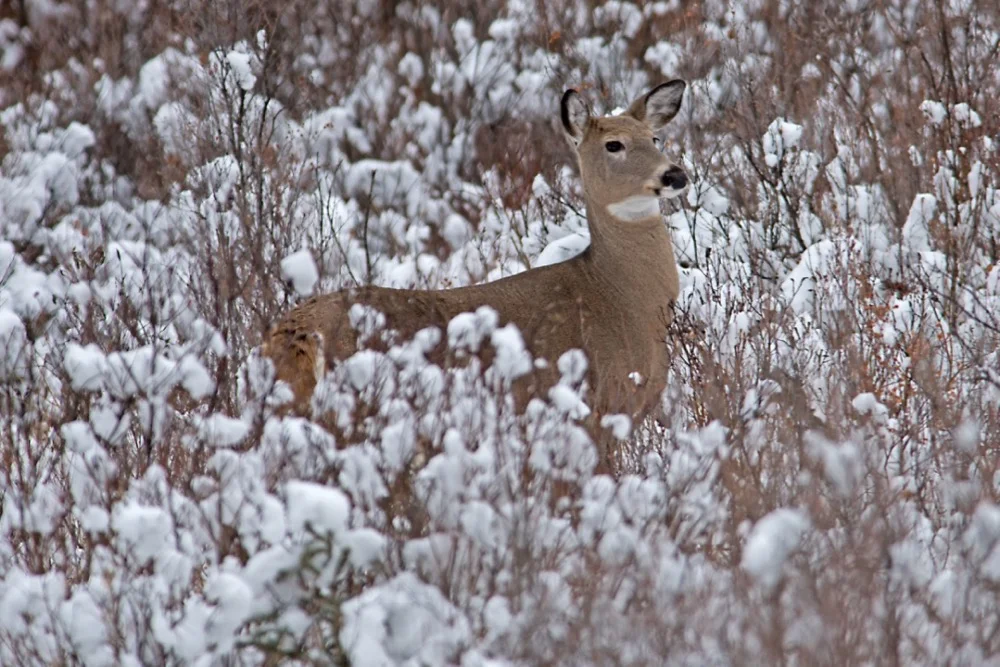 White-tailed Deer 171220 Amar Athwal.jpg