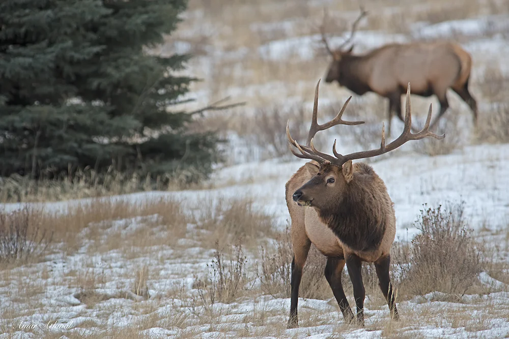 Elk 180131 Amar Athwal.jpg
