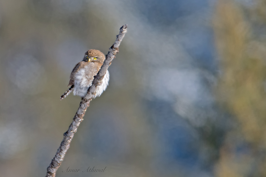 Northern Pygmy Owl 180207f Amar Athwal.jpg