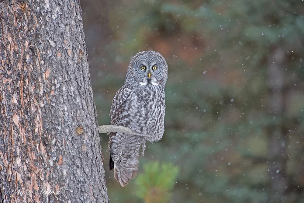 Great Gray Owl 180209f Amar Athwal.jpg