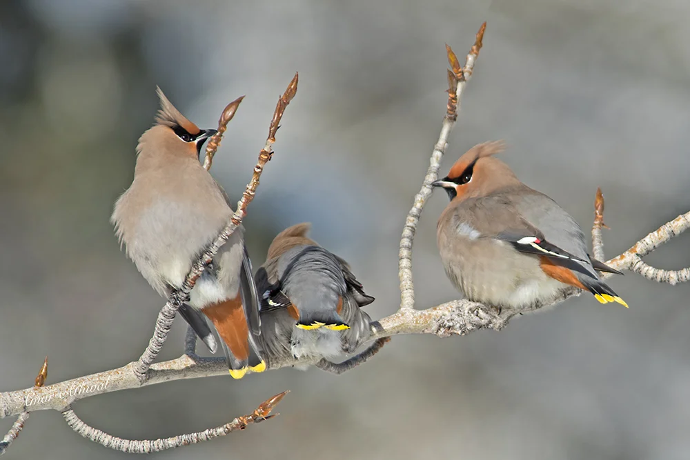 Bohemian Waxwing 180218f Amar Athwal.jpg