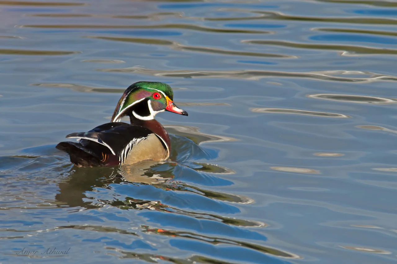 Wood Duck 180518 Amar Athwal.jpg