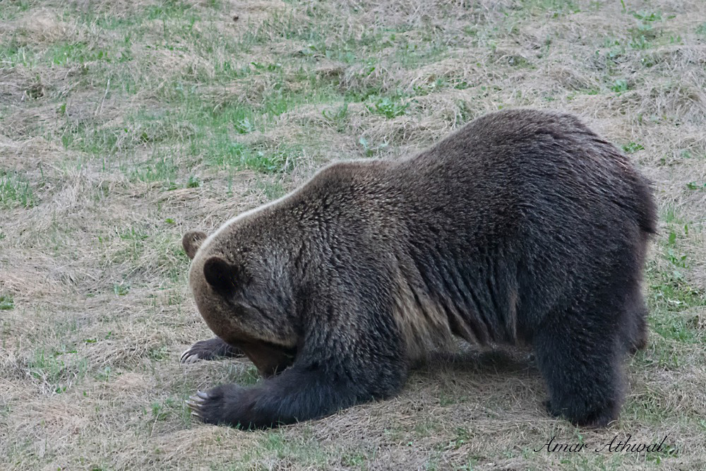 Grizzly 180530 Amar Athwal.jpg