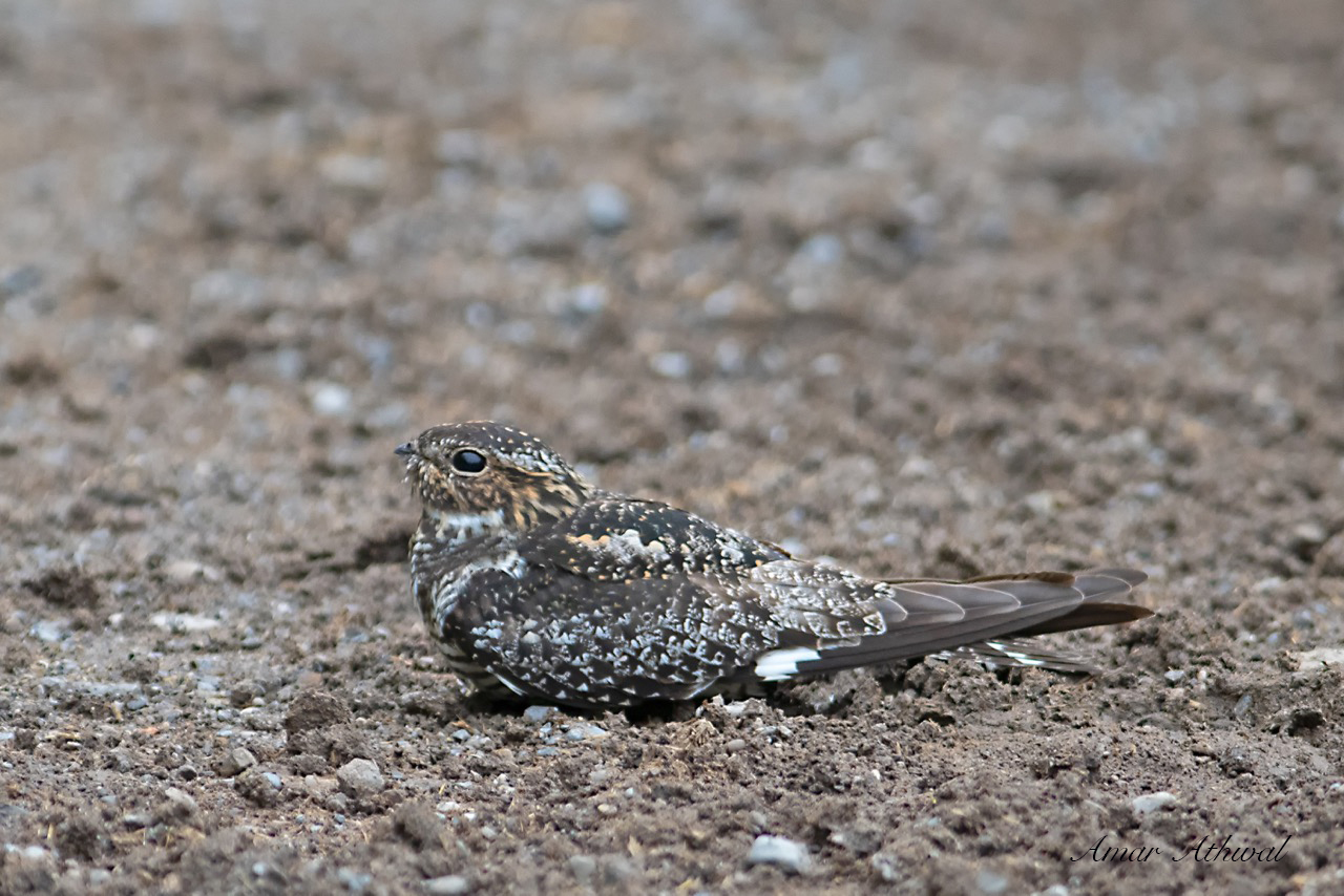 Common Nighthawk 180601 Amar Athwal.jpg