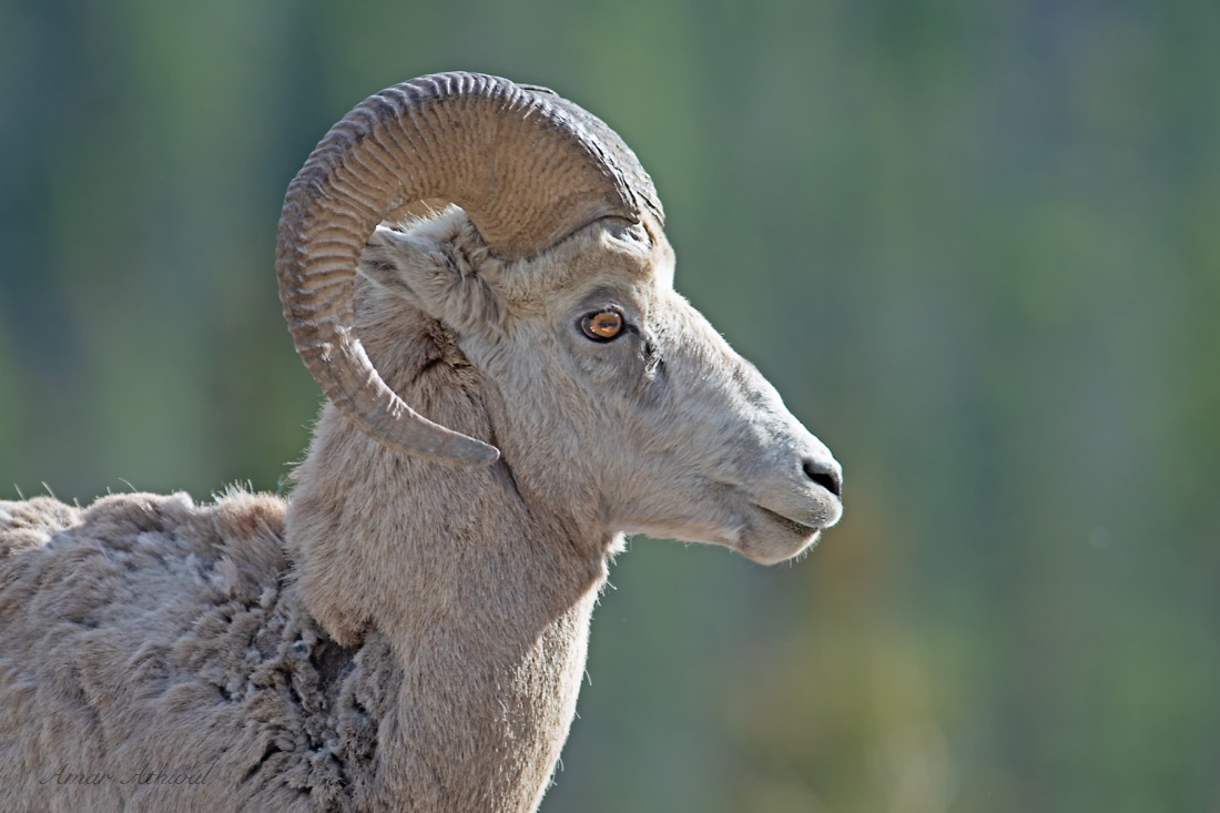Bighorn Sheep 180604 Amar Athwal.jpg