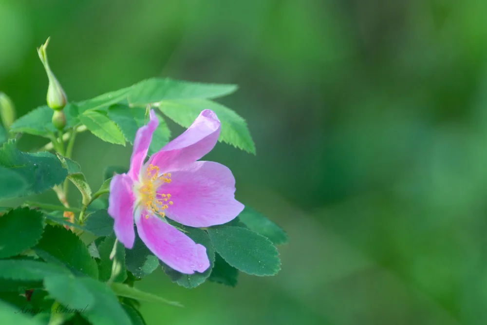 Prickly Wild Rose 180611 Amar Athwal.jpg