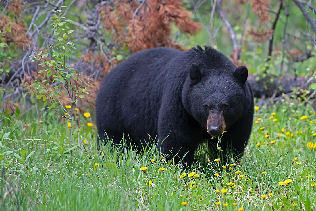 Black Bear 180612 Amar Athwal.jpg