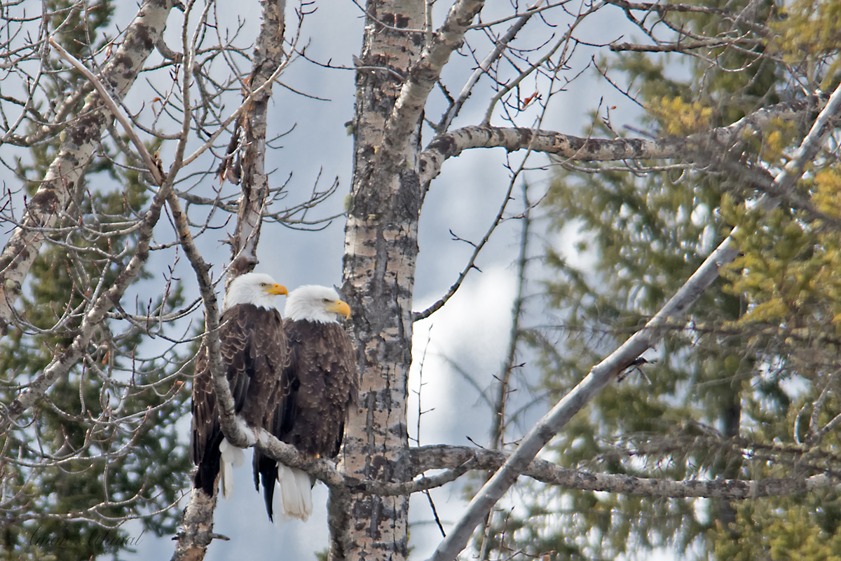 Bald Eagle 180617 Amar Athwal.jpg