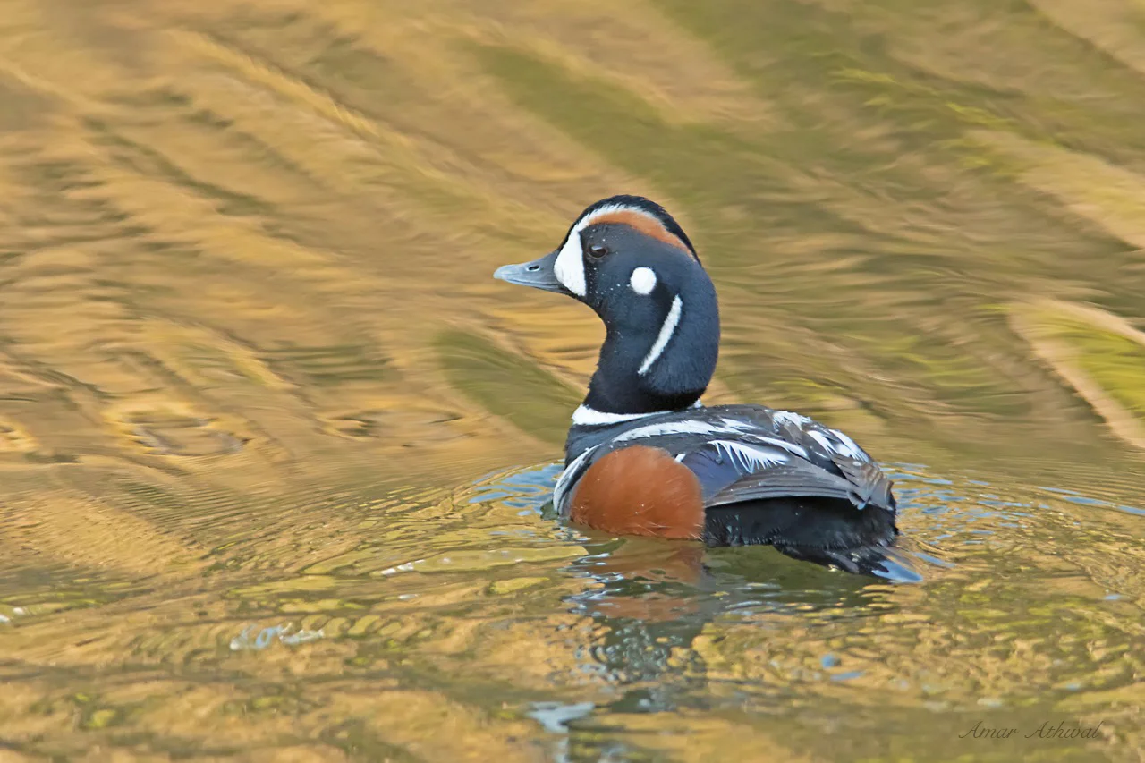 Harlequin Duck 180622 Amar Athwal.jpg