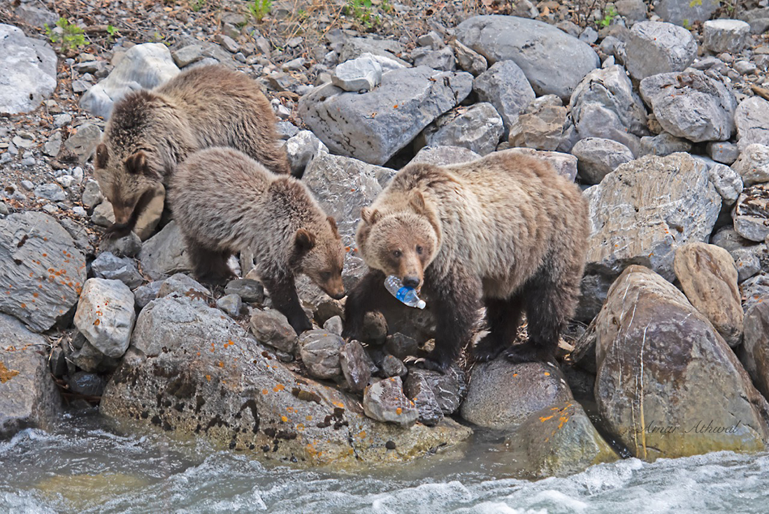 Grizzly 180629f Amar Athwal.jpg