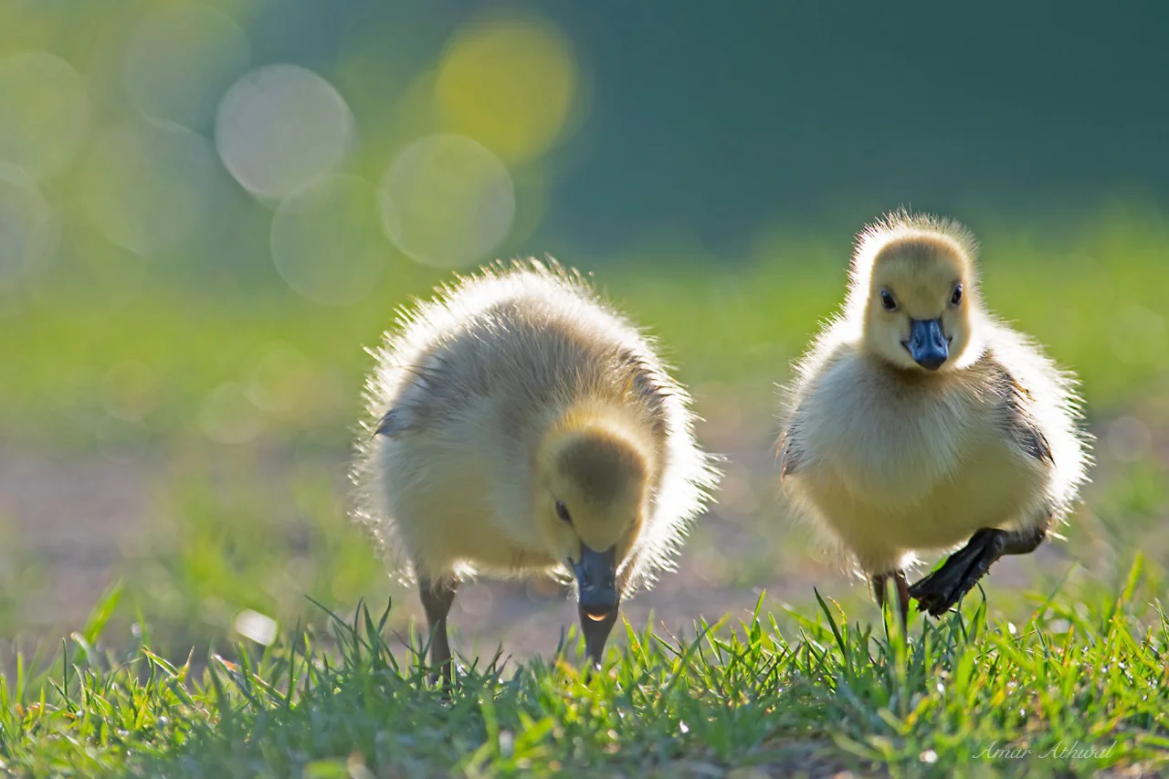 Canada Goose 180713 Amar Athwal.jpg