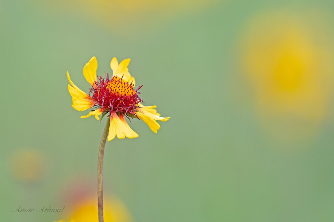 Brown-eyed Susan 180712 Amar Athwal.jpg