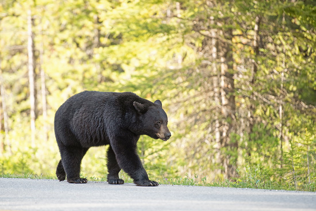 Black Bear 180718 Amar Athwal.jpg