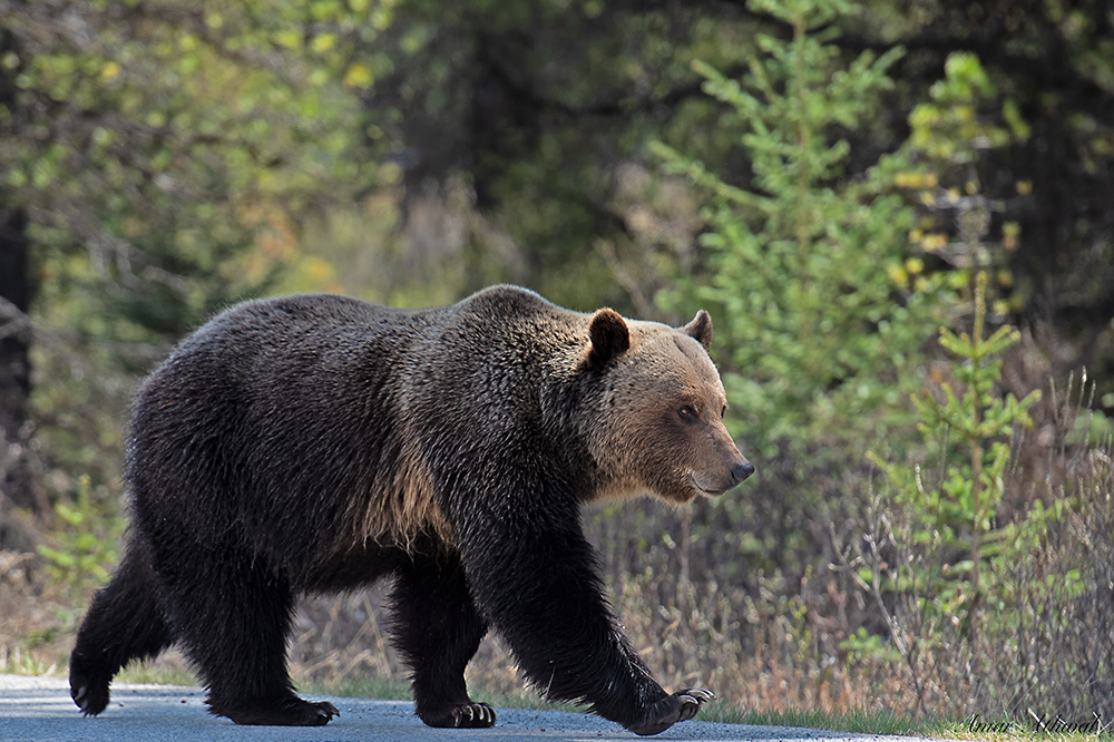 Grizzly 180722 Amar Athwal.jpg