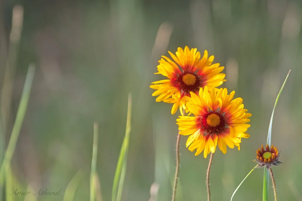 Brown-eyed Susan 180729 Amar Athwal.jpg