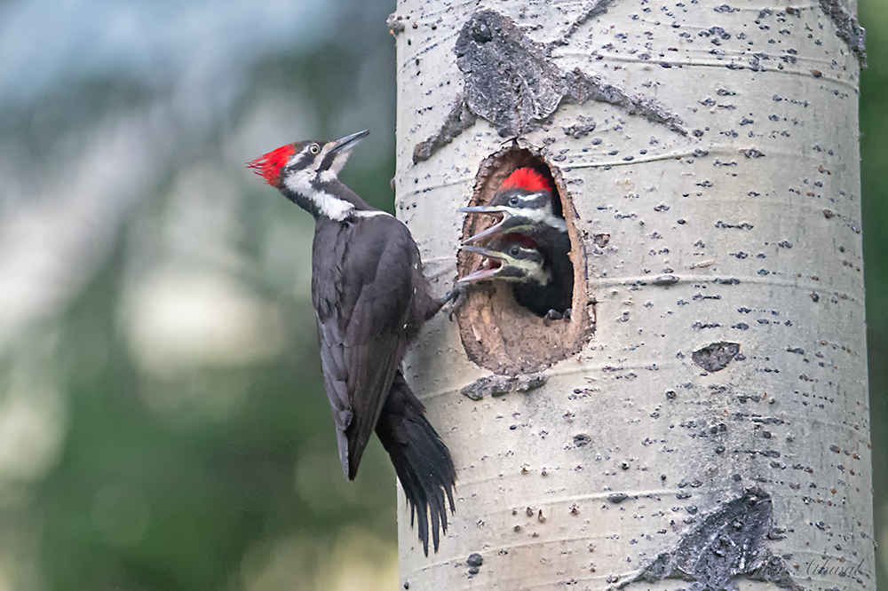 Pileated Woodpecker 180730 Amar Athwal.jpg